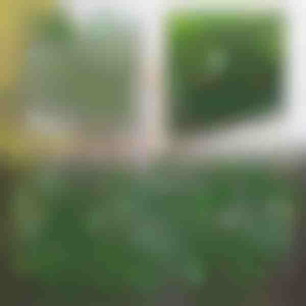Proširiva panelna ograda s bršljanom - 30x180 cm, UV-otporna, bez alata | GREENFENCE